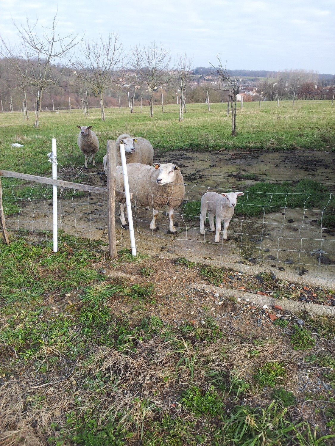 Colis de Viande Demi Agneaux Texel Bio 8 KG a partir 15 mai 2025