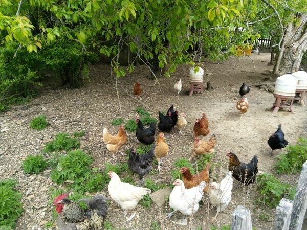 Ferme la Pillanerie Biologique et ecologique