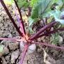 Bettraves 500 gr crue