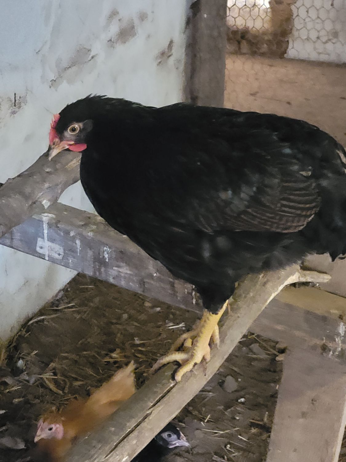 Bio Poule barnevelder acajou double liseré noir