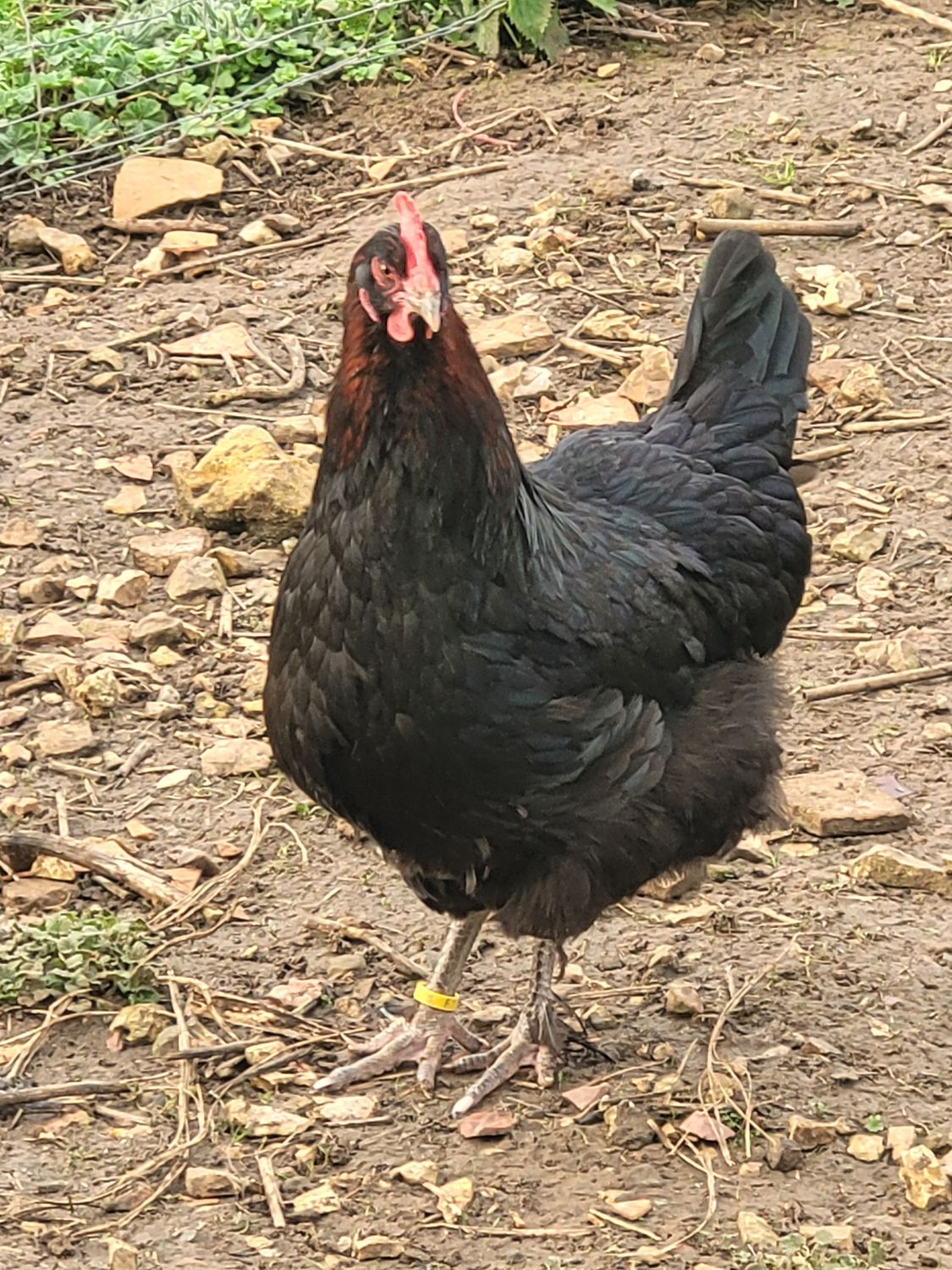 Bio Poule Marans noir à camail cuivré