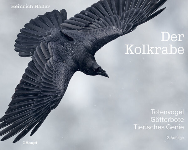 Haller, Heinrich :   Der Kolkrabe - Totenvogel, Götterbote, tierisches Genie