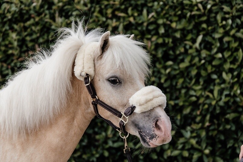 Kentucky Horsewear - Licol en cuir mouton