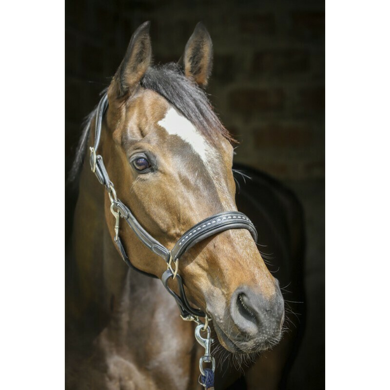 Pénélope - Licol Point Sellier, Taille: Cob, Couleur: Noir