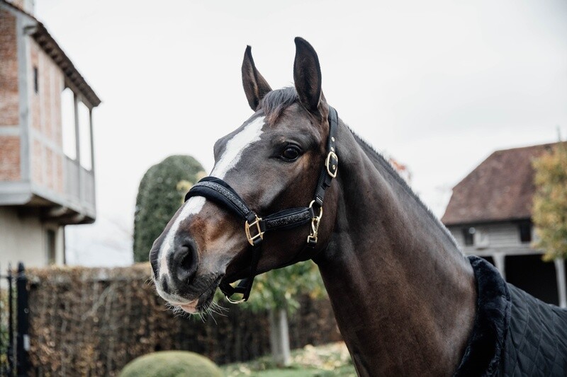 Kentucky Horsewear - Licol glitter stone