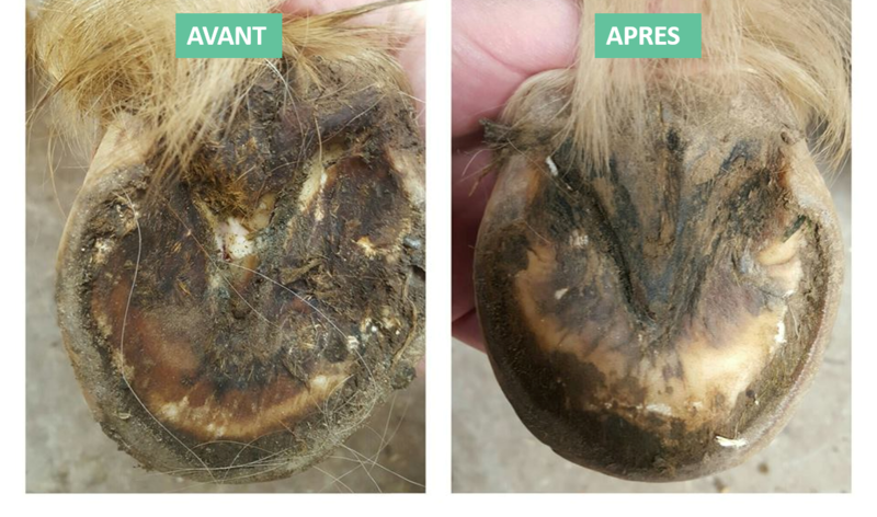 Ekin - Spray traitant pourriture fourchette et sole