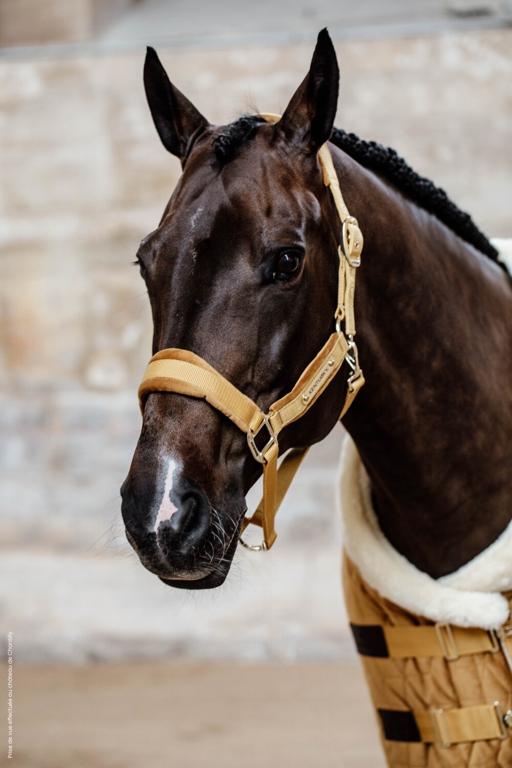 Kentucky Horsewear - Licol Velvet Kentucky Horsewear - Licol Velvet