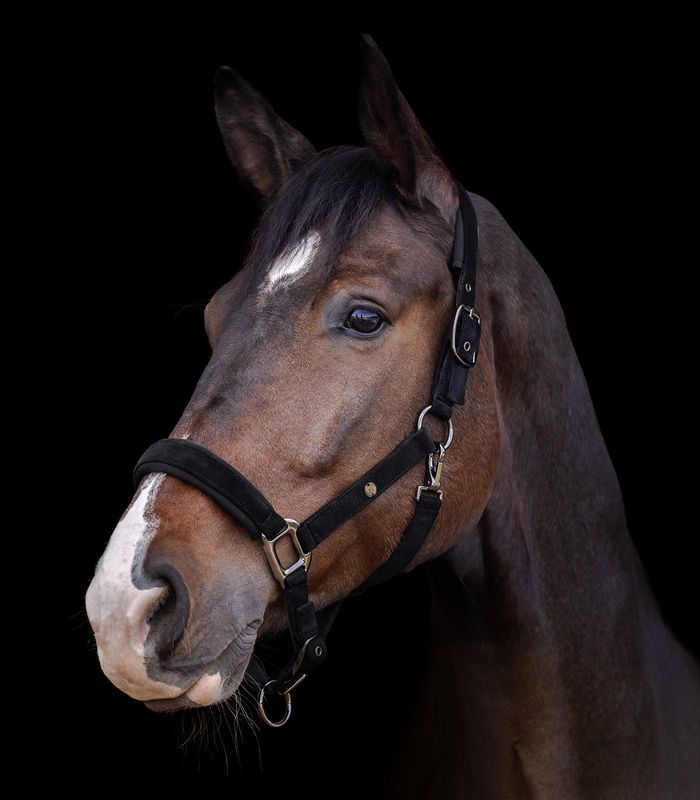 Waldhausen - Licol St Gallen noir
