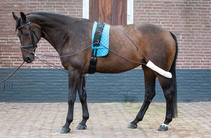 Harry's Horse - Pessoa