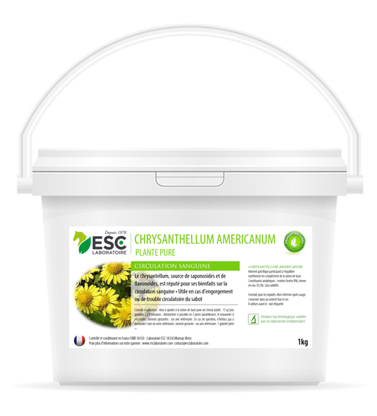 ESC Laboratoire - Chrysantellum americanum ESC Laboratoire - Chrysantellum americanum