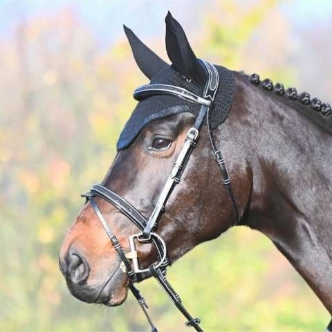 Jump'in - Bridon Carat