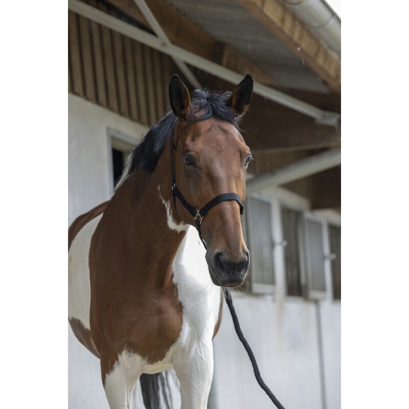 Riding World - Licol + longe Riding World - Licol + longe, Couleur: Noir, Taille: Cob