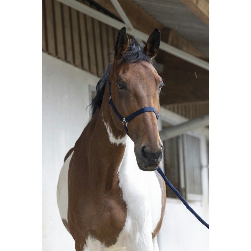 Riding World - Licol + longe