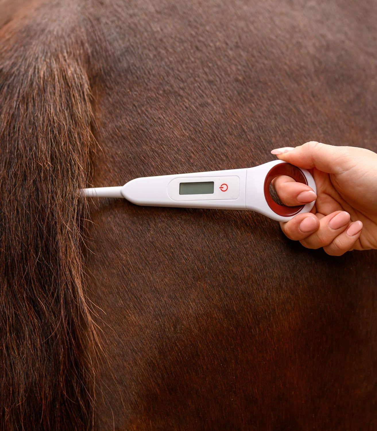 Waldhausen - Thermomètre numérique pour chevaux Waldhausen - Thermomètre numérique pour chevaux