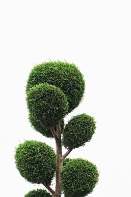 Artificial Plants