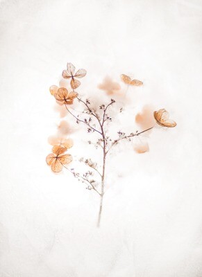 Dried Flowers
