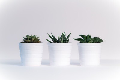 Wholesale &amp; Cultivation Tools