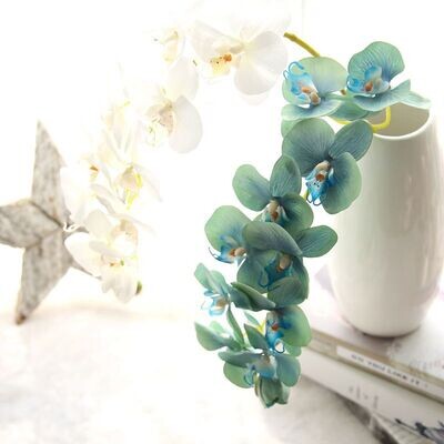11 heads Phalaenopsis orchid