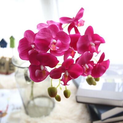 5 heads Phalaenopsis orchid