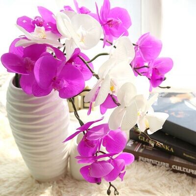 9 heads Phalaenopsis orchid