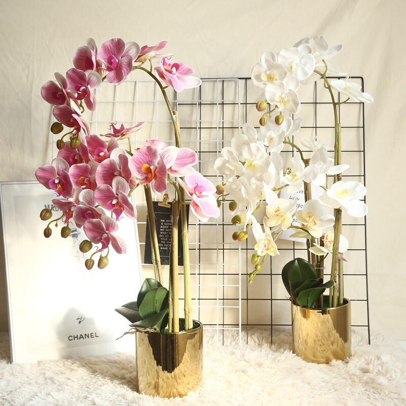 7 heads Phalaenopsis orchid
