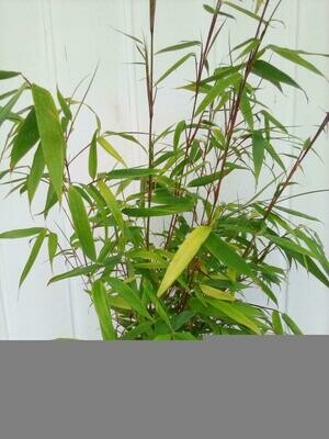 Bamboo Fargresia Rufa