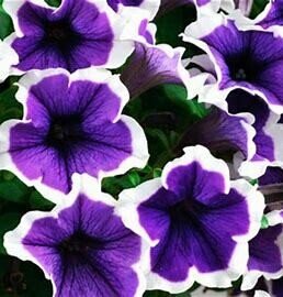 Petunia Cascadia Violet Skirt