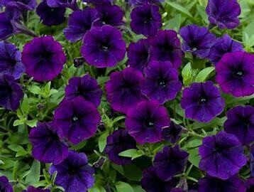 Petunia Littletunia Purple Blue