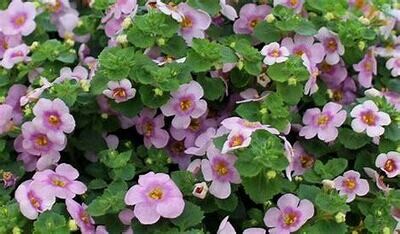 Bacopa Gulliver Pink Heart Imperial