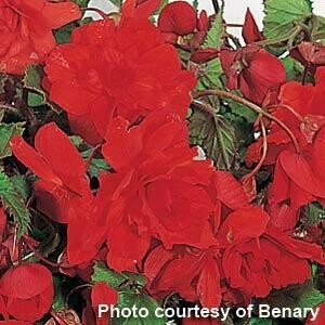 Begonia Illumination Trailing