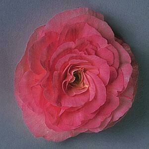 Begonia Tuberosa Rose