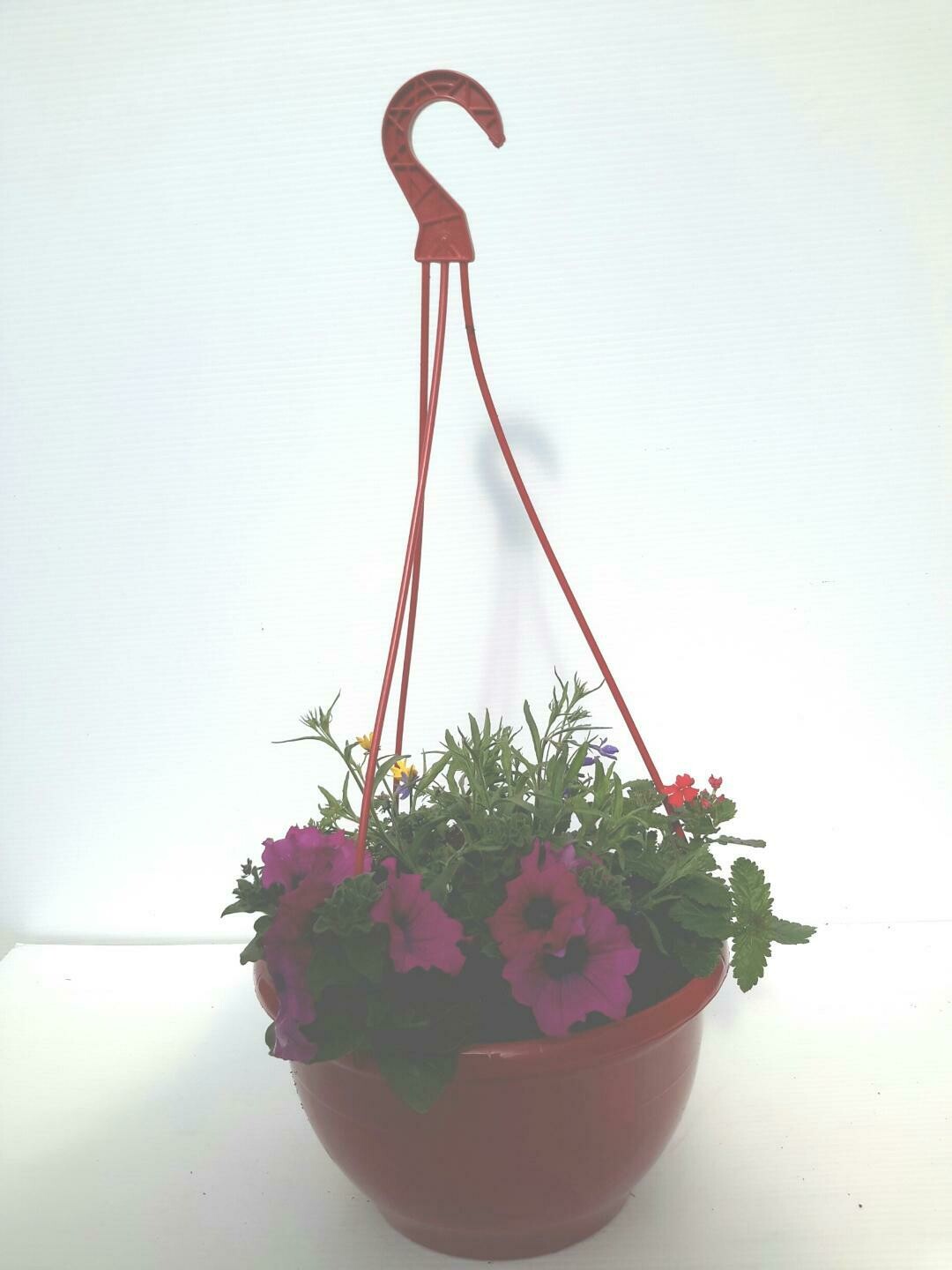 Red hanging basket petunia
