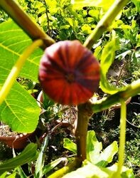 FIGTREESPLUS.