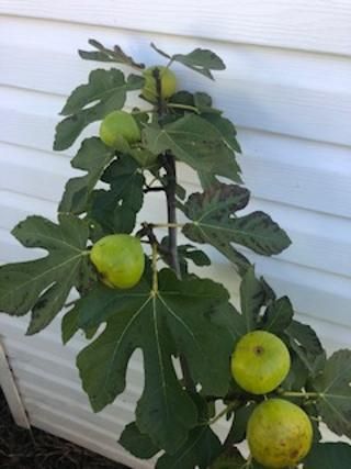 5- ITALIAN WHITE CUTTINGS.   . THE CARE FREE FIG TREE. VERY COLD HARDY,