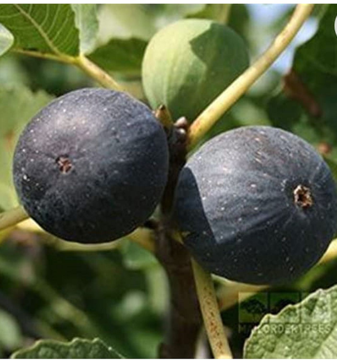 1- Italian 258 fig cutting.