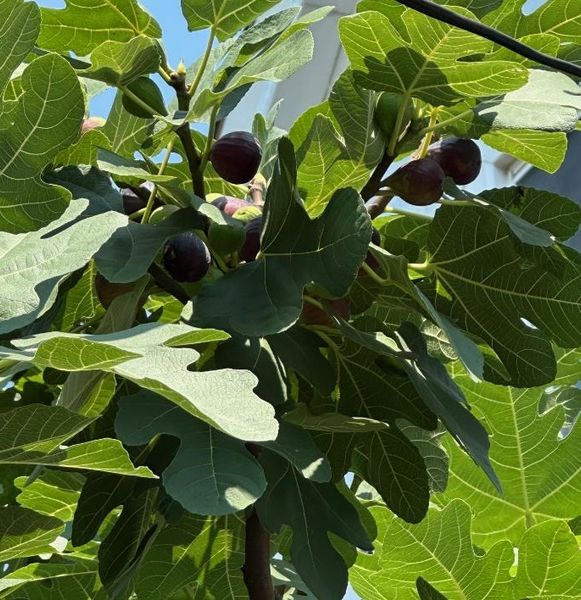RARE FIG CUTTINGS AND PLANTS Premium Fig Cuttings & Plants — Grow Your Own Fig Trees