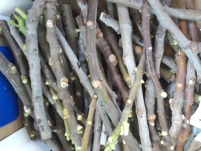 25 - ITALIAN WHITE CUTTINGS.   . THE CARE FREE FIG TREE. VERY COLD HARDY,