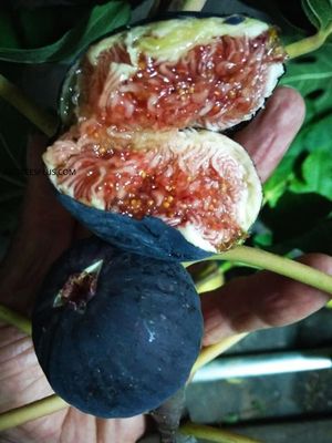 1 PC.- BLACK MADEIRA LIVE PLANT , 14" TALL #2