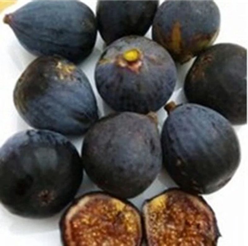 IPc. ITALIAN BLACK FIG CUTTING, NOT ROOTED