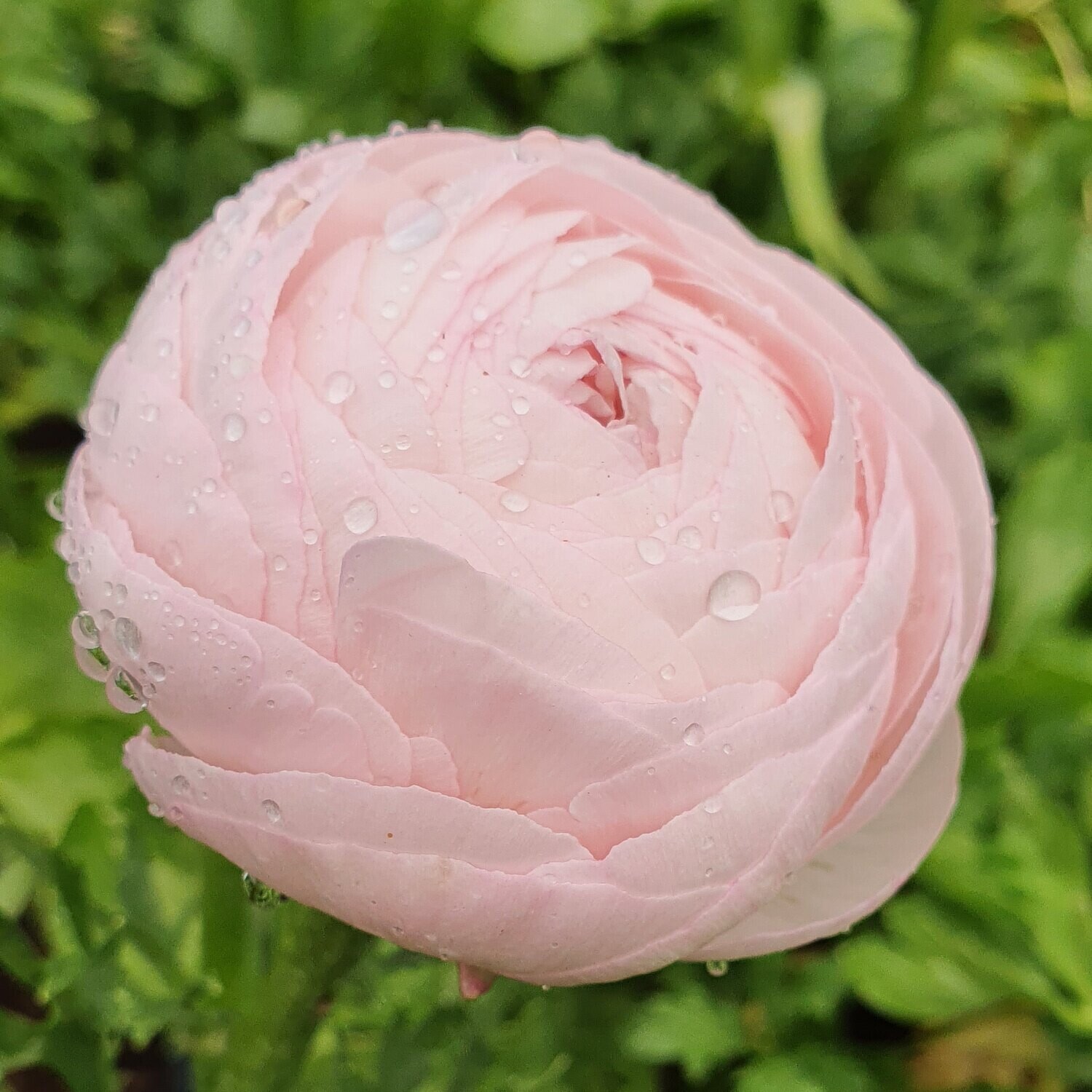 Marshmallow Ranunculus Claws