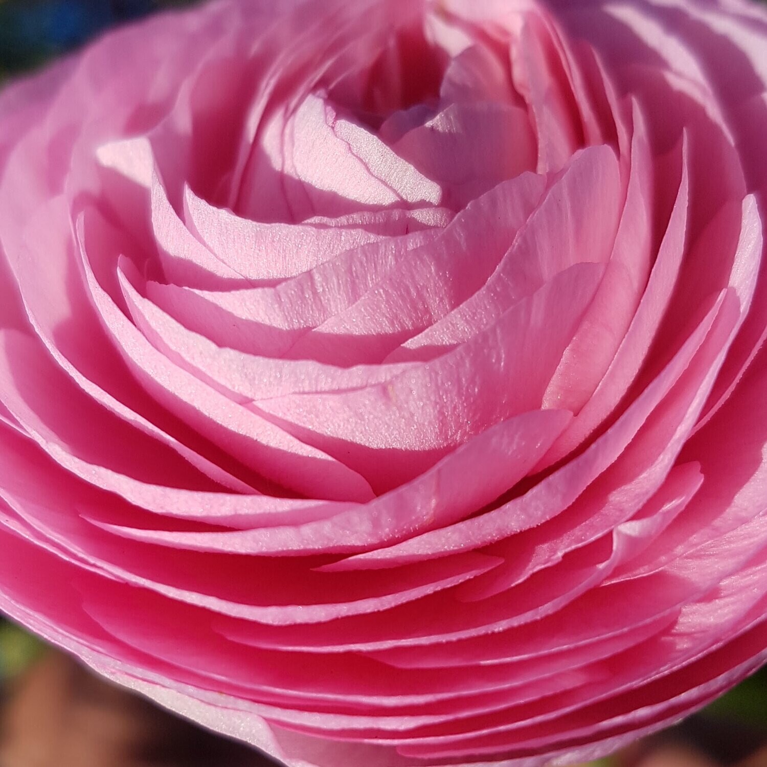 Rose Ranunculus Claws