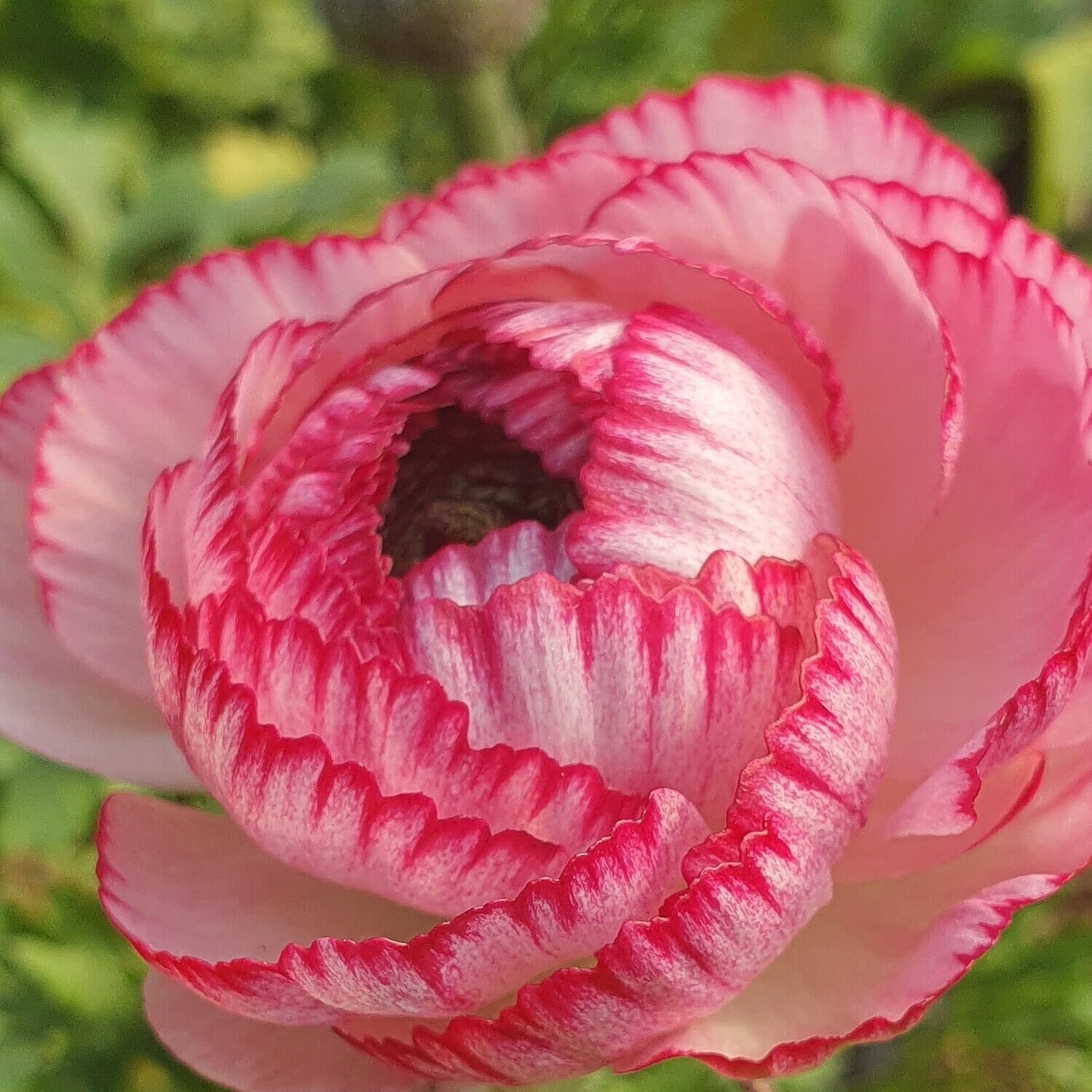 Pink Picotee Ranunculus Claws