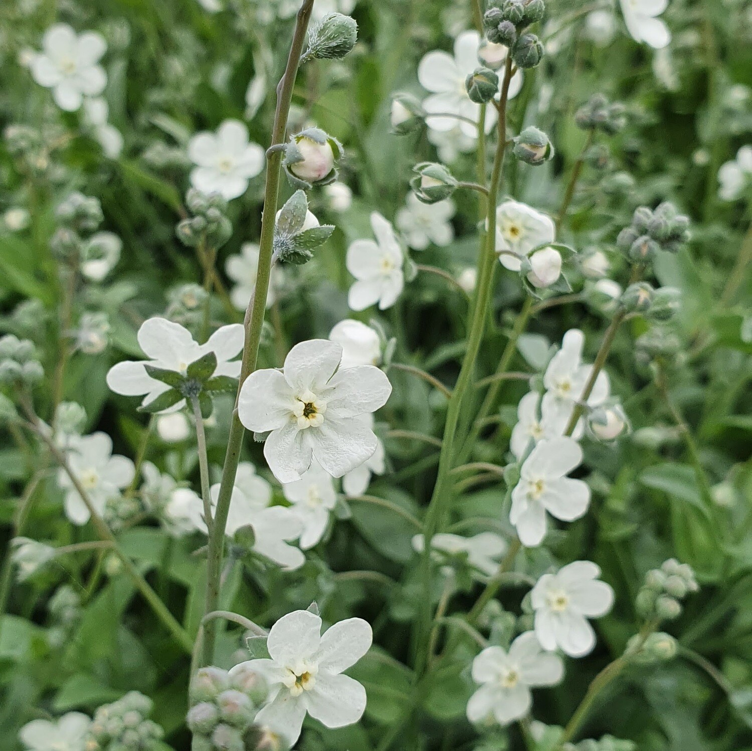 Omphalodes linifolia Seeds