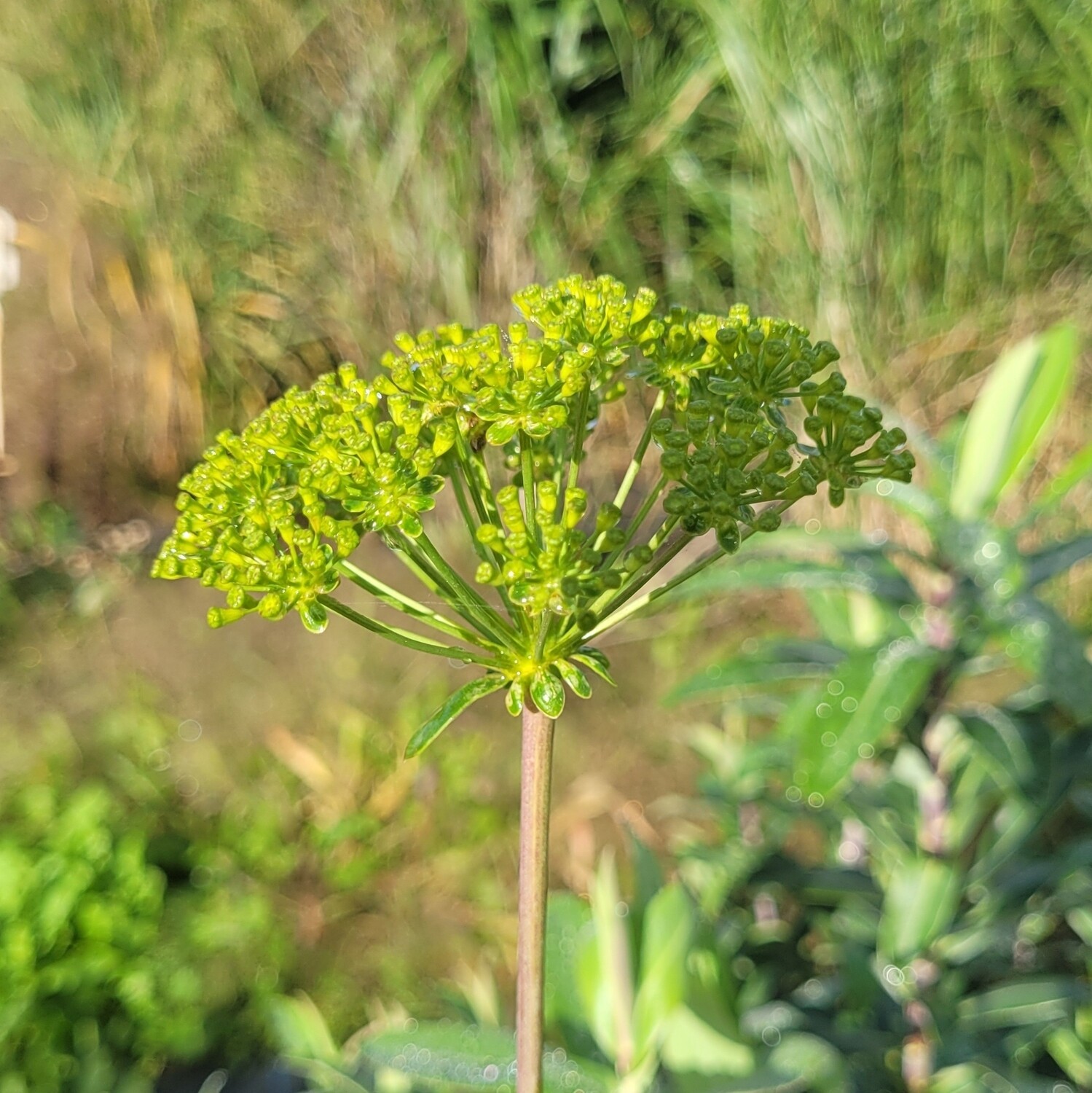 Bupleurum fruticosum