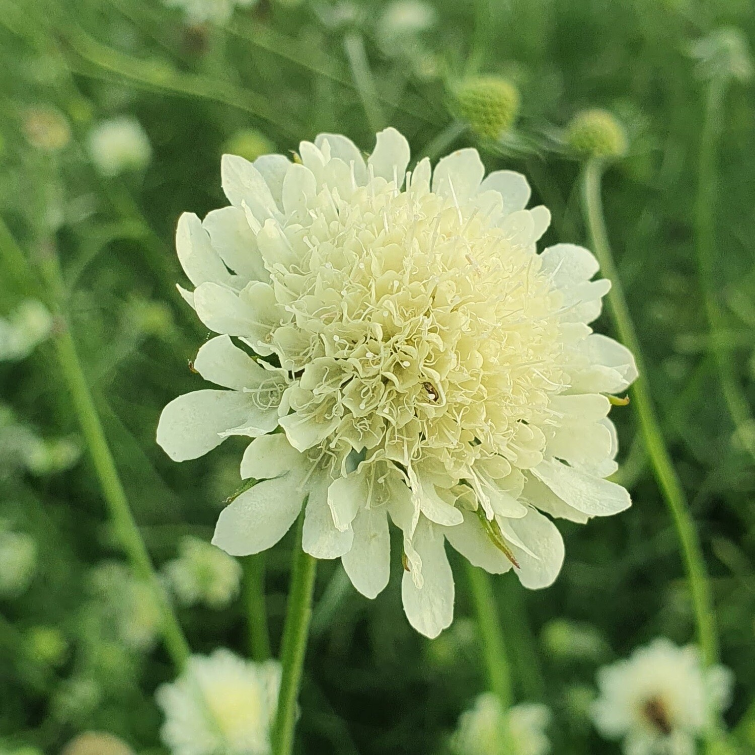 Scabious ochroleuca