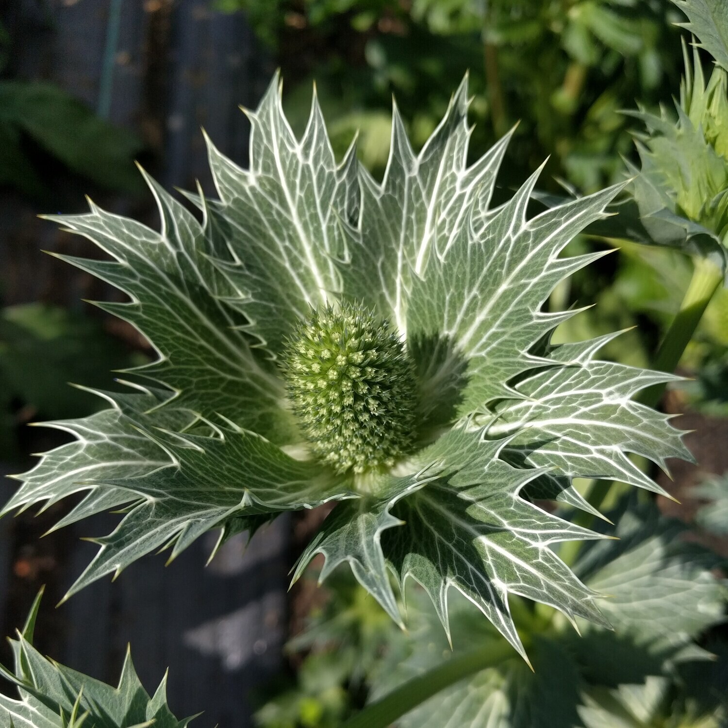 Eryngium giganteum