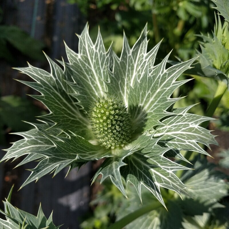 Eryngium giganteum