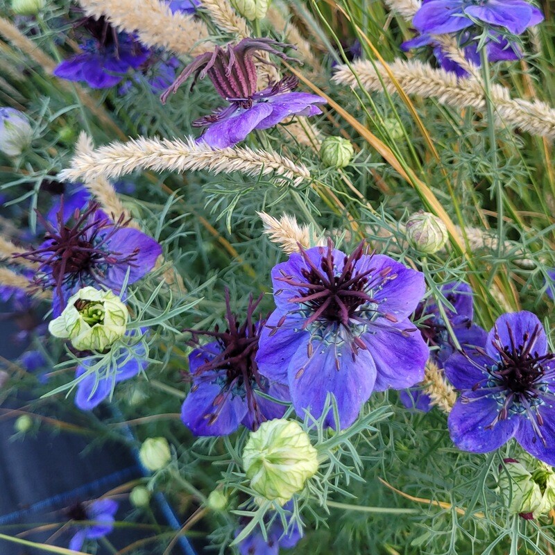 Nigella papillosa &#39;Curiosity&#39;