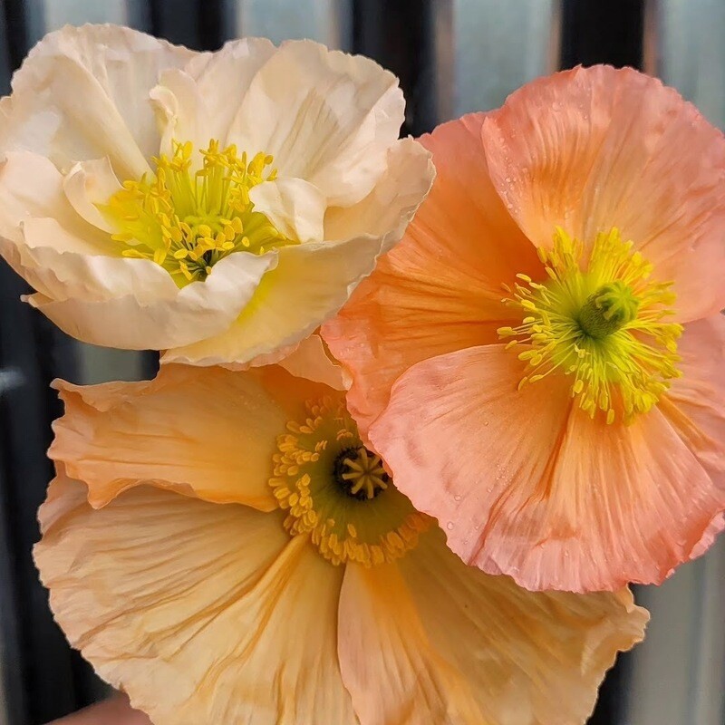 Black Shed Iceland Poppy Mix