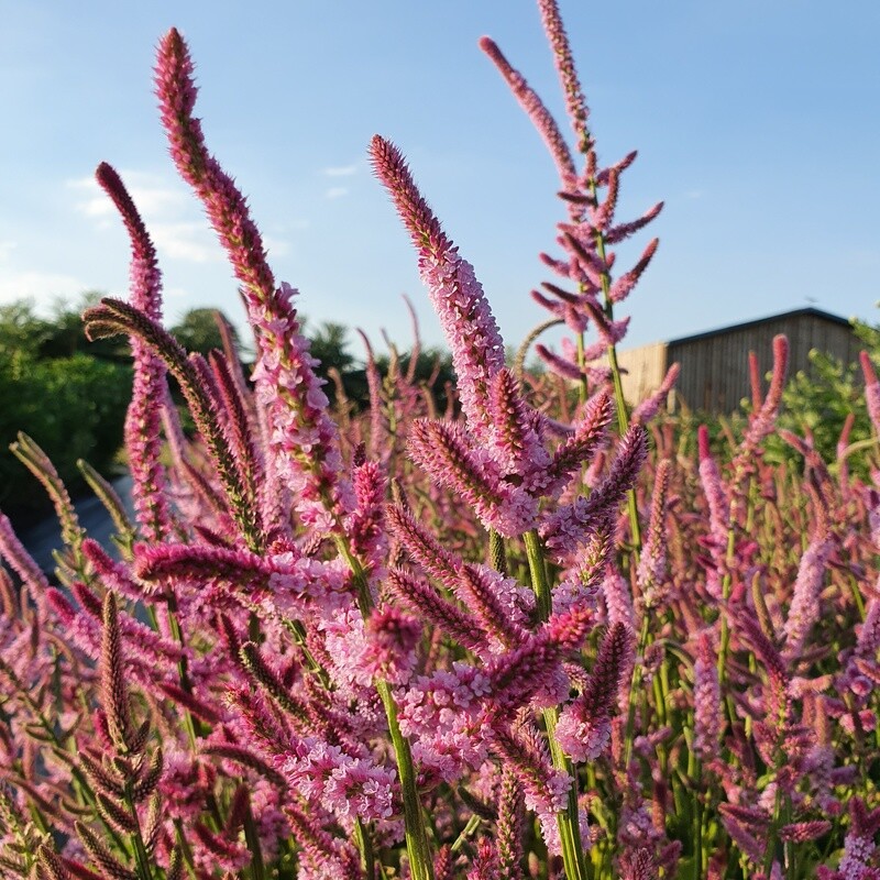 Limonium suworowii